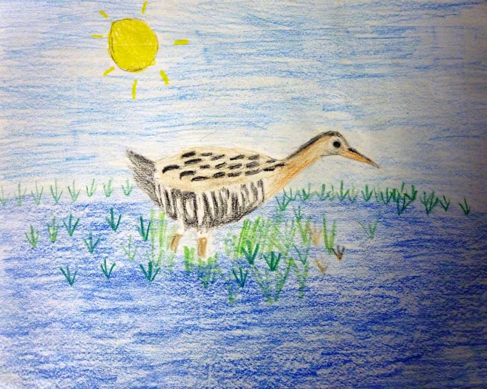 4th Grade Honorable Mention. 'California Clapper Rail' by Andy Fu from Ardenwood Elementary School. Image courtesy US Fish and Wildlife Service..